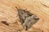 Hypena rostralis
